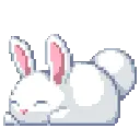 :bunni