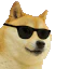 :doge