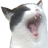 :cat_screm