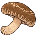 :shiitake