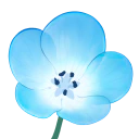 :nemophila