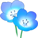 :nemophila2