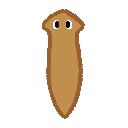 :planaria