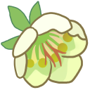 :hellebore: