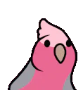 :galah_cockatoo