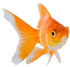 :goldfish: