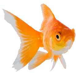 :goldfish