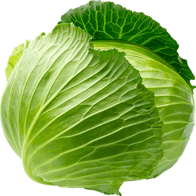 :real_cabbage2