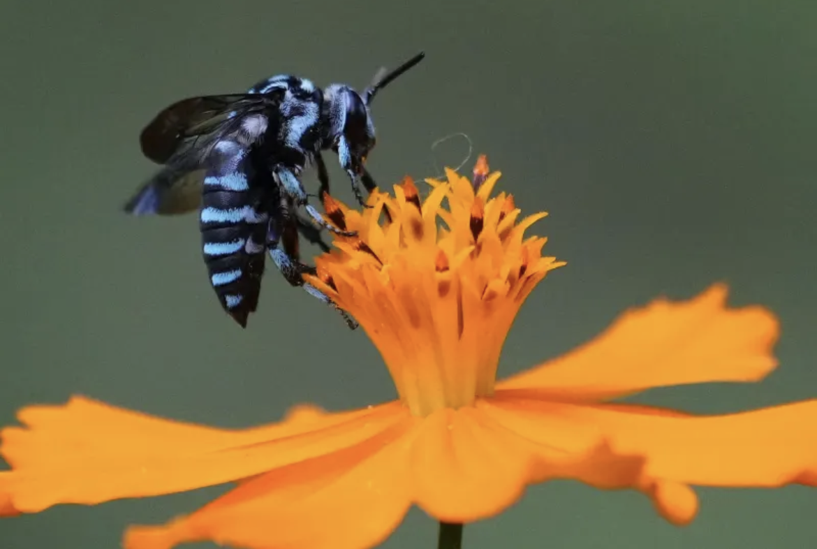 キバナコスモスの蜜を求めて飛来したルリモンハナバチ。