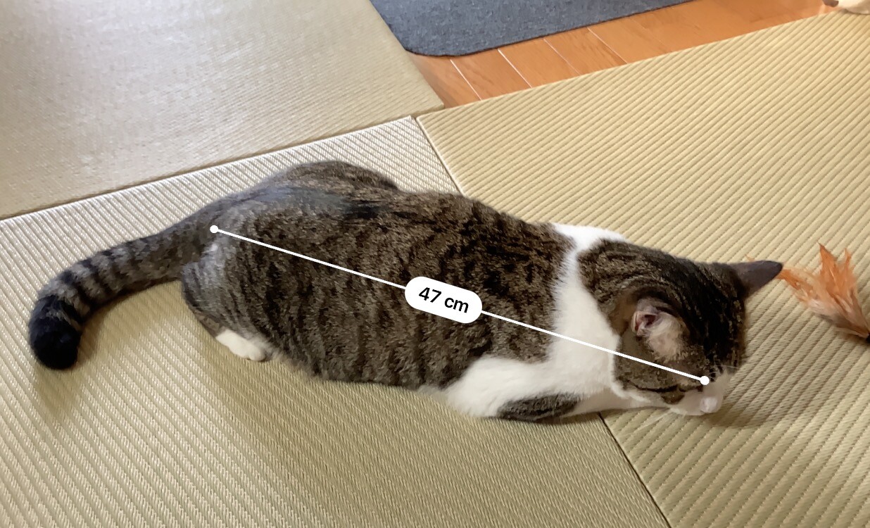 猫の尻から頭まで、だいたい47センチ