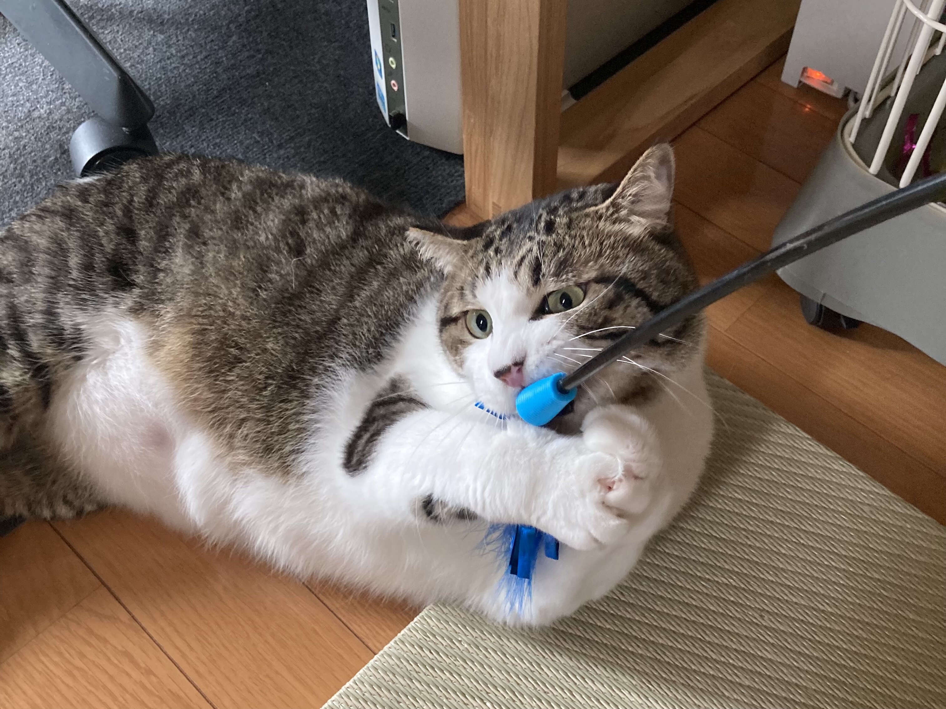 ็ซใใใใใไธกๆใงใใฃใใๆกใฃใฆใใใใซ่ฆใใฆใใใใใๅคใใฆใฆๅฃใงใชใใจใๅฅใใฆใใ ใใฎ็ซ