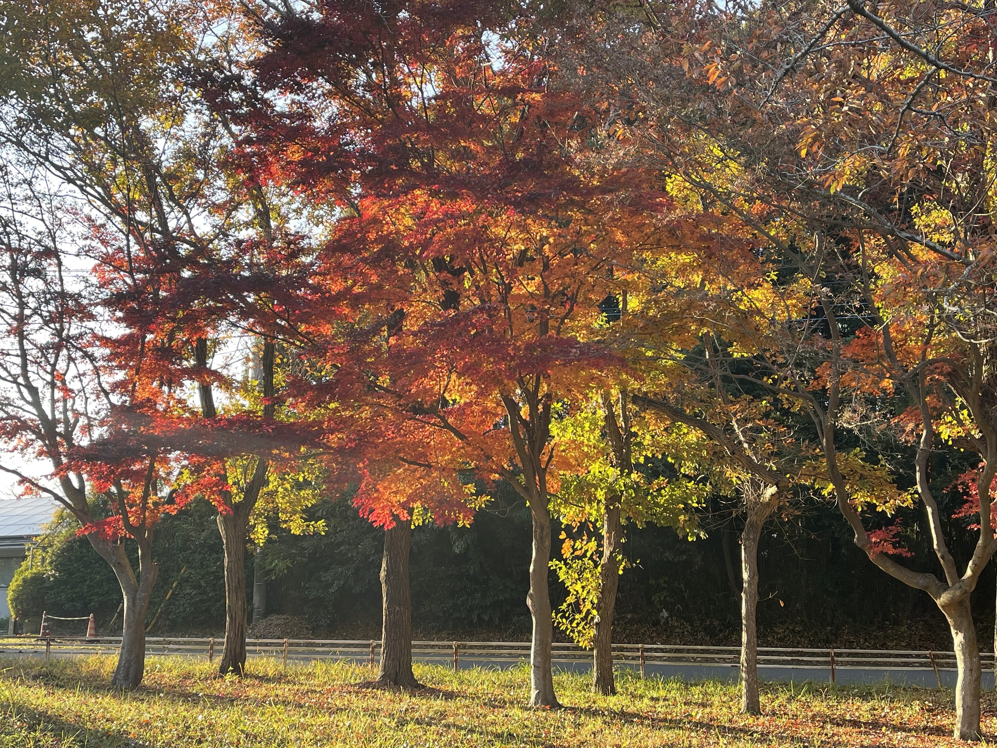 夕暮れ、もみじの林