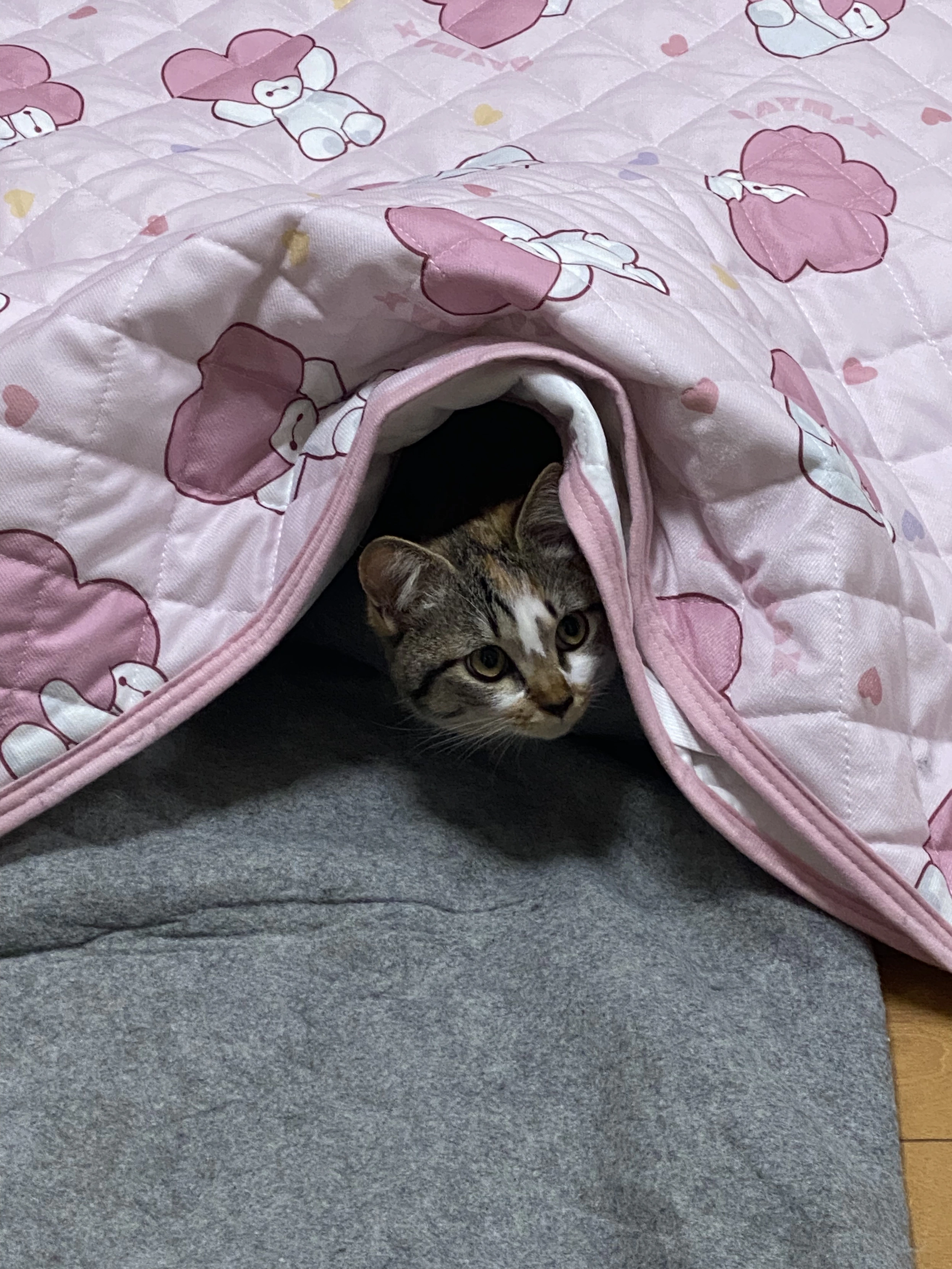 ピンク色のキャラクター柄の掛け布団の端から、グレーの毛布との隙間に頭だけを出して、こちらを見つめているキジ白模様の子猫。