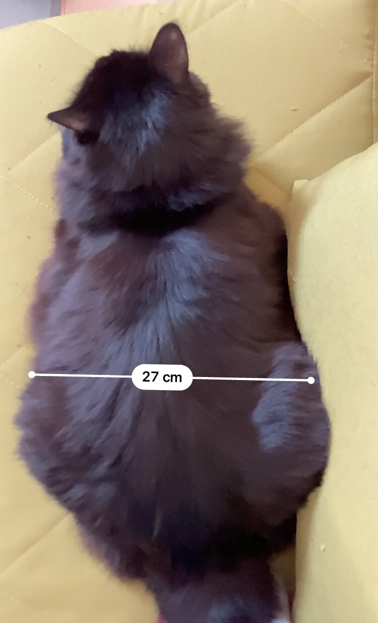 長毛黒猫の幅の計測。27cm。