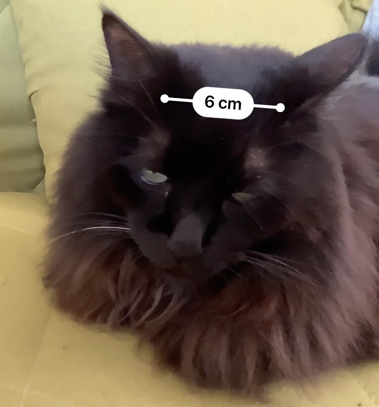 長毛黒猫の額。6cm。迷惑そうな顔をしている。