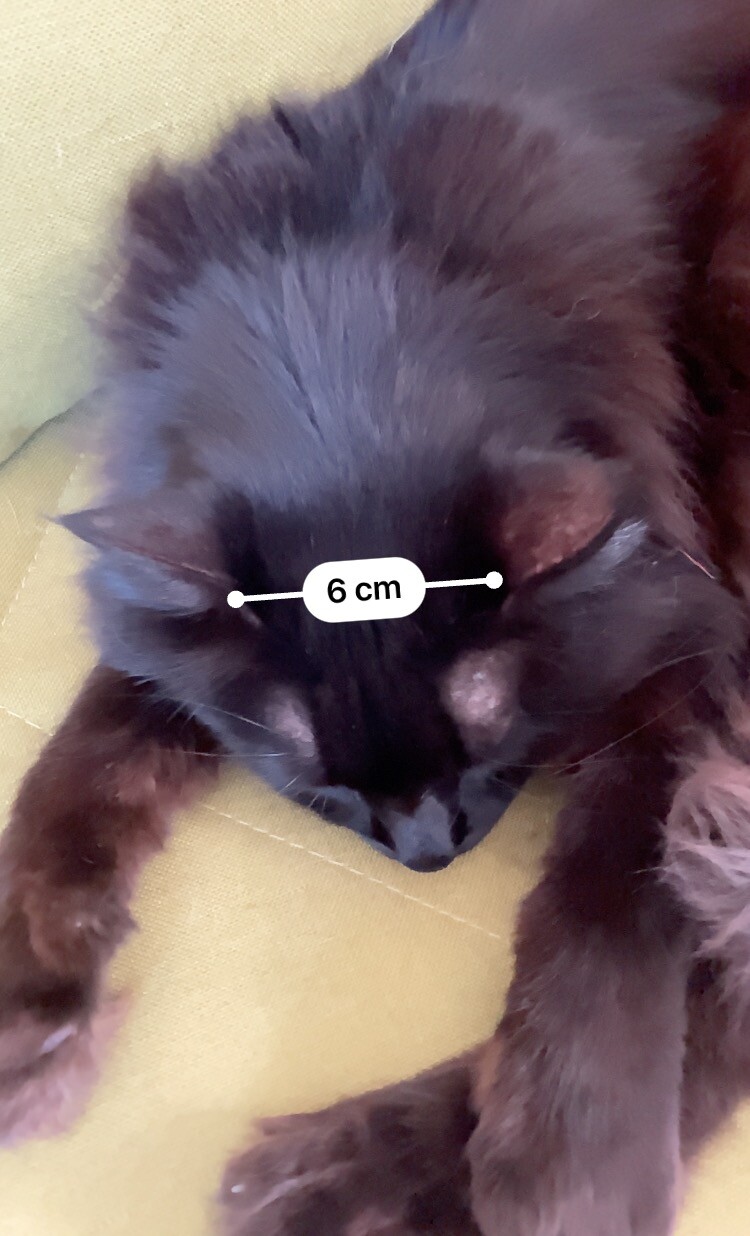 長毛黒猫のおでこ。計測アプリで6cm。