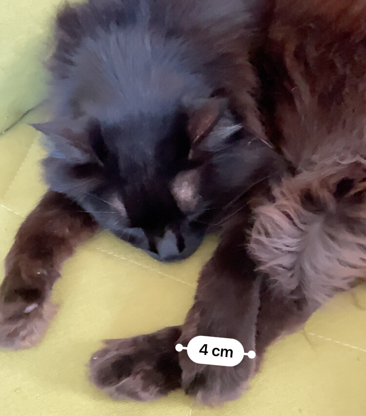 長毛黒猫の手の幅。計測アプリで4cm。