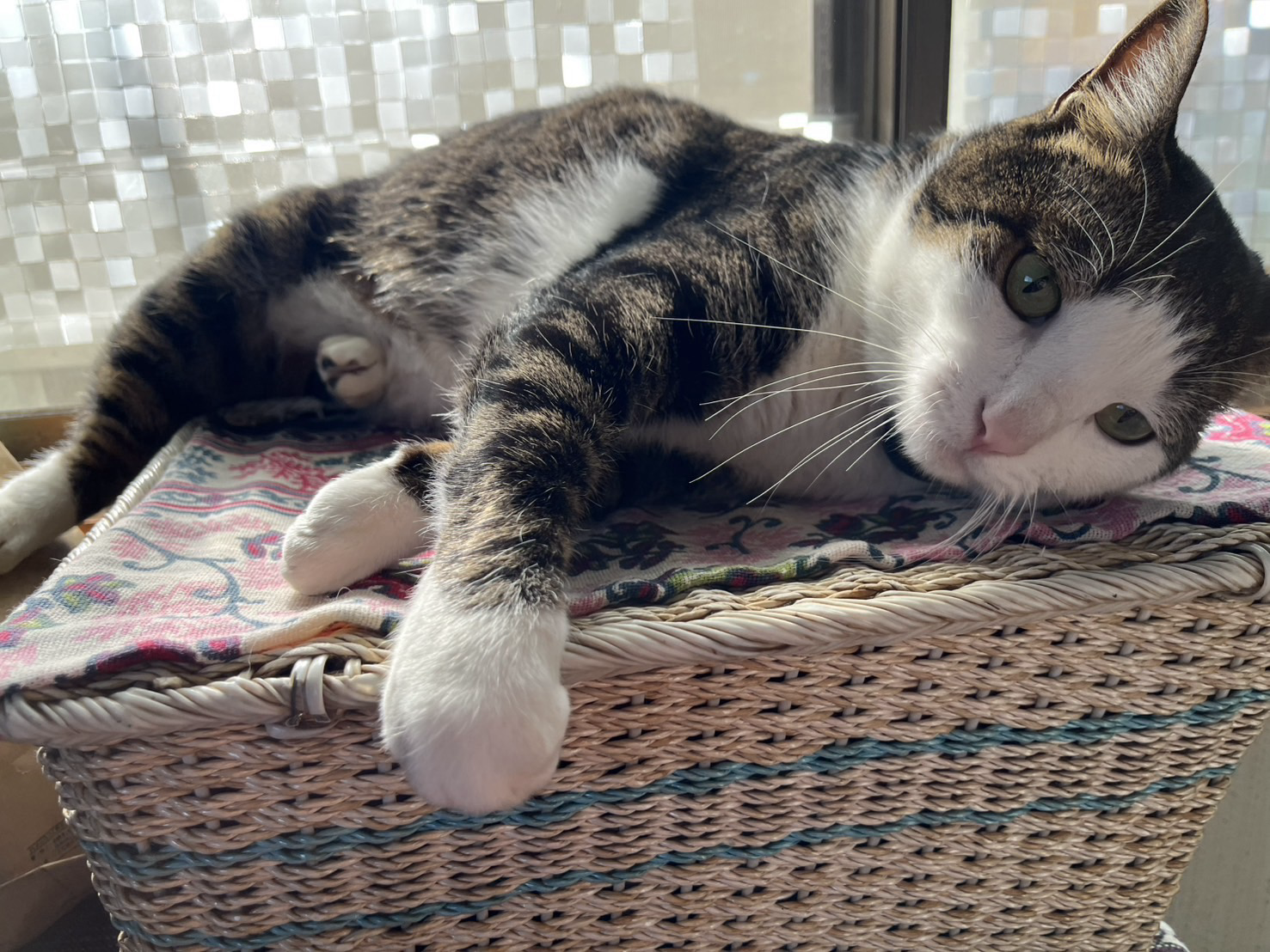 ひなたにあるバスケットの上で寝ている猫の写真