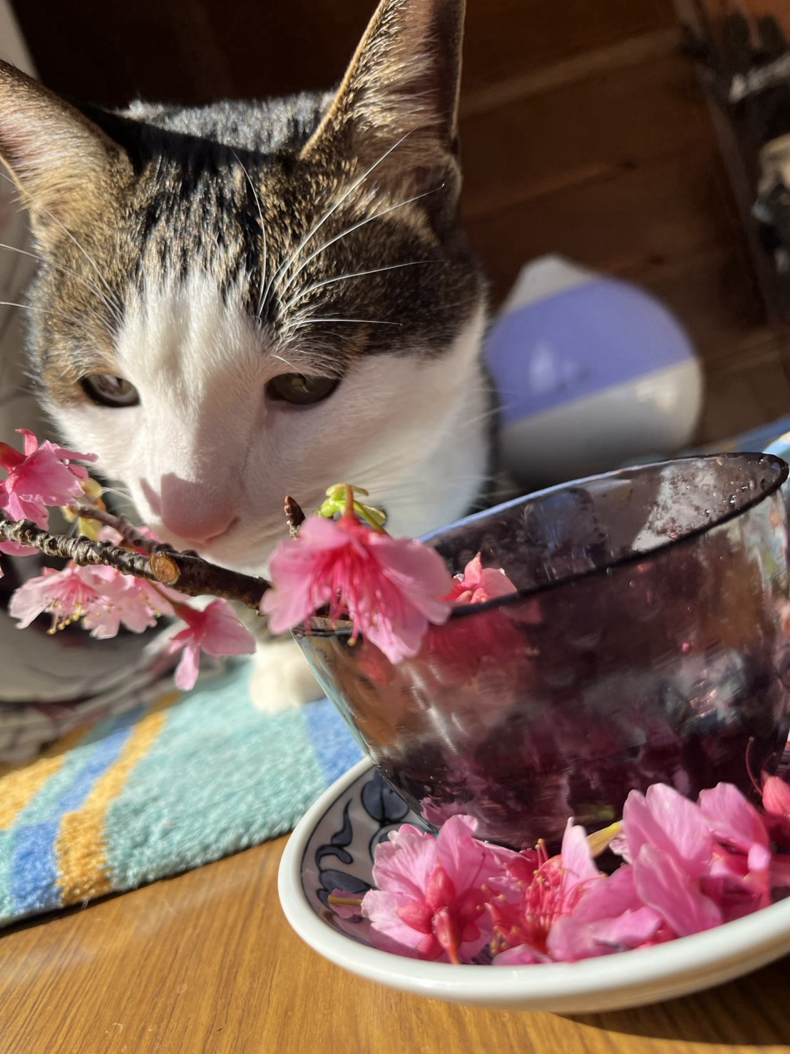 いけられた桜の匂いを嗅ぐ猫の写真