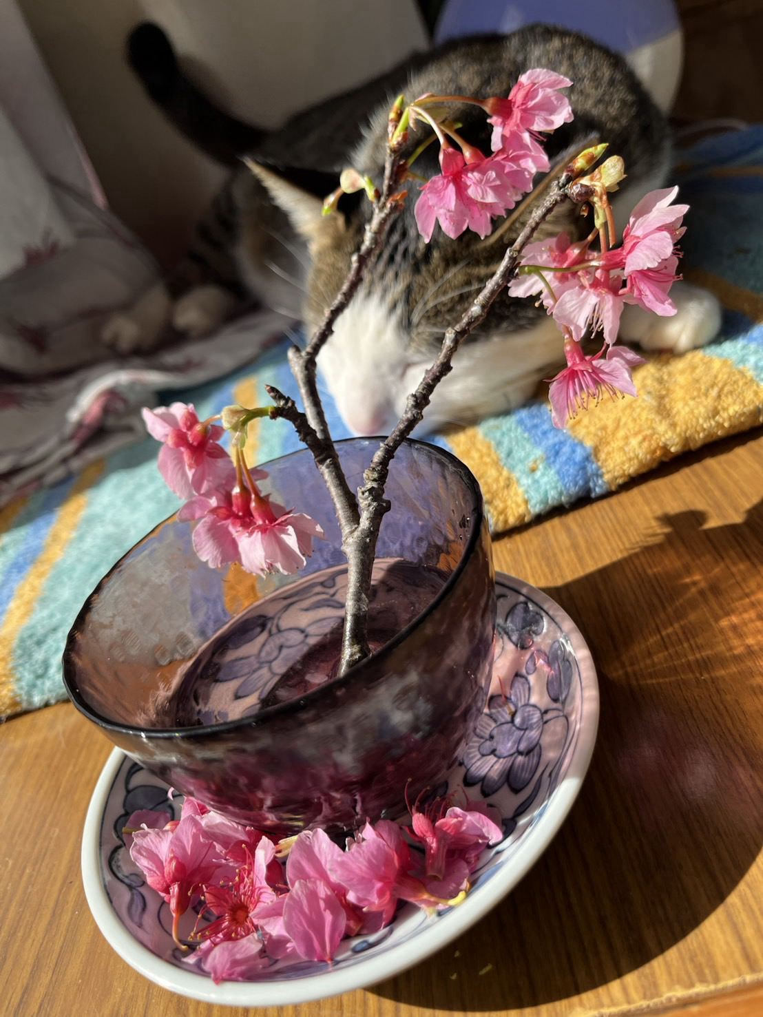 桜に飽きて寝ている猫の写真