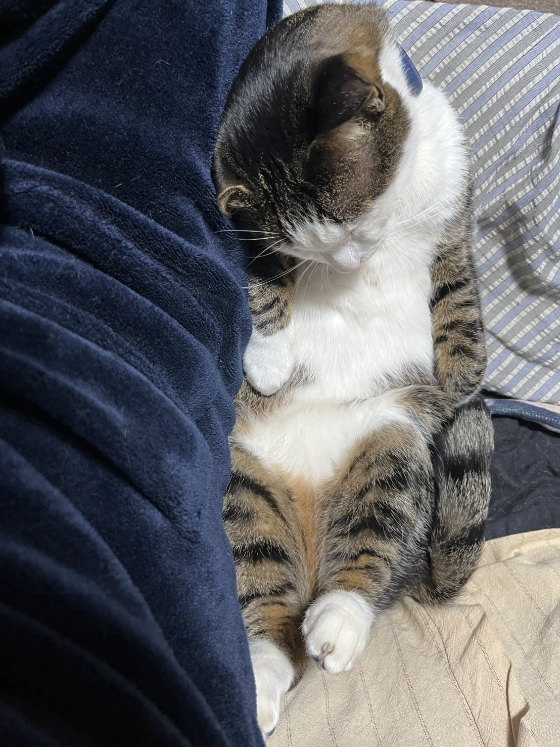 仰向けで首だけを持ち上げた体勢で寝ている猫の写真