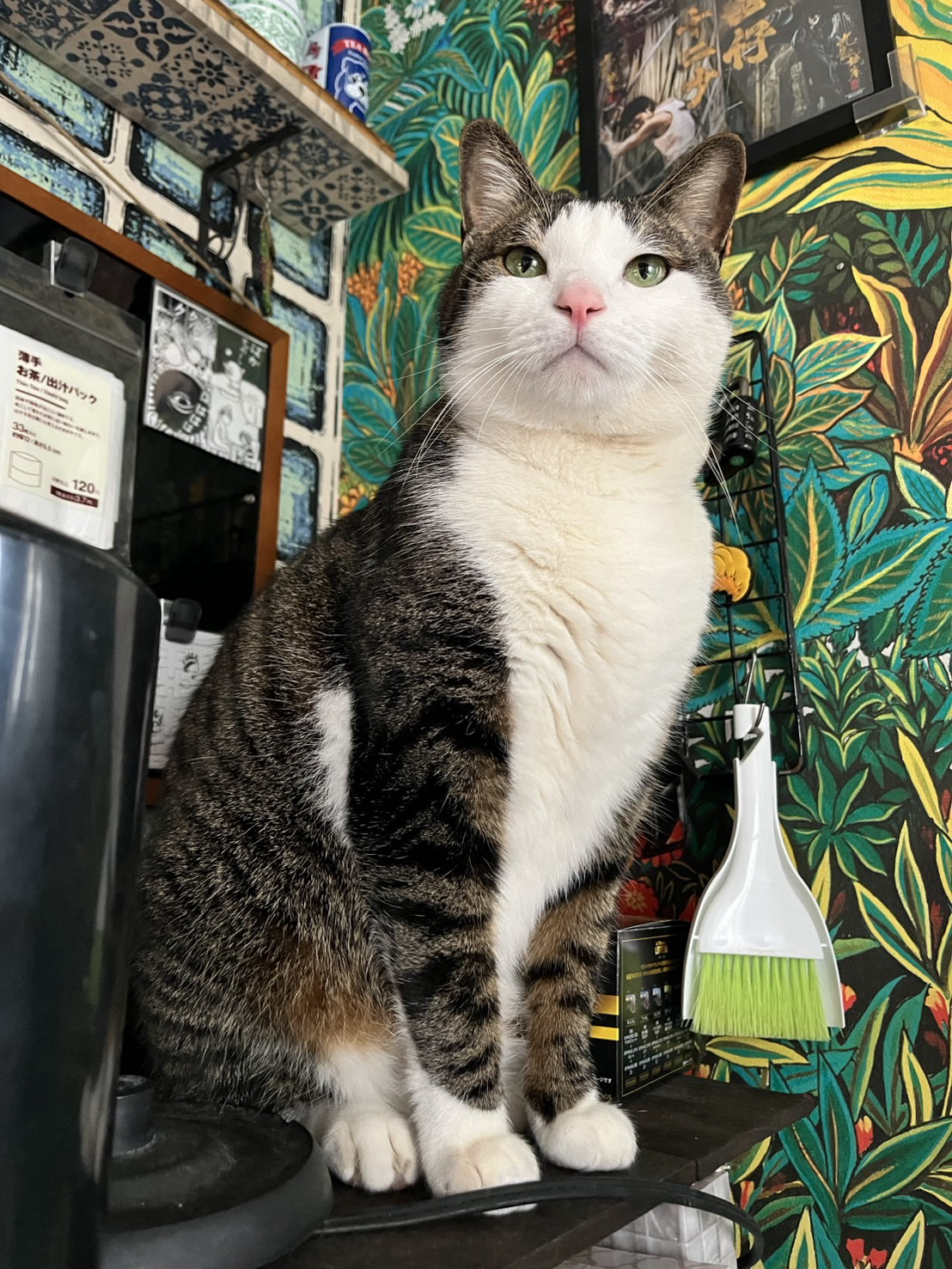 キリっとした顔の猫の写真