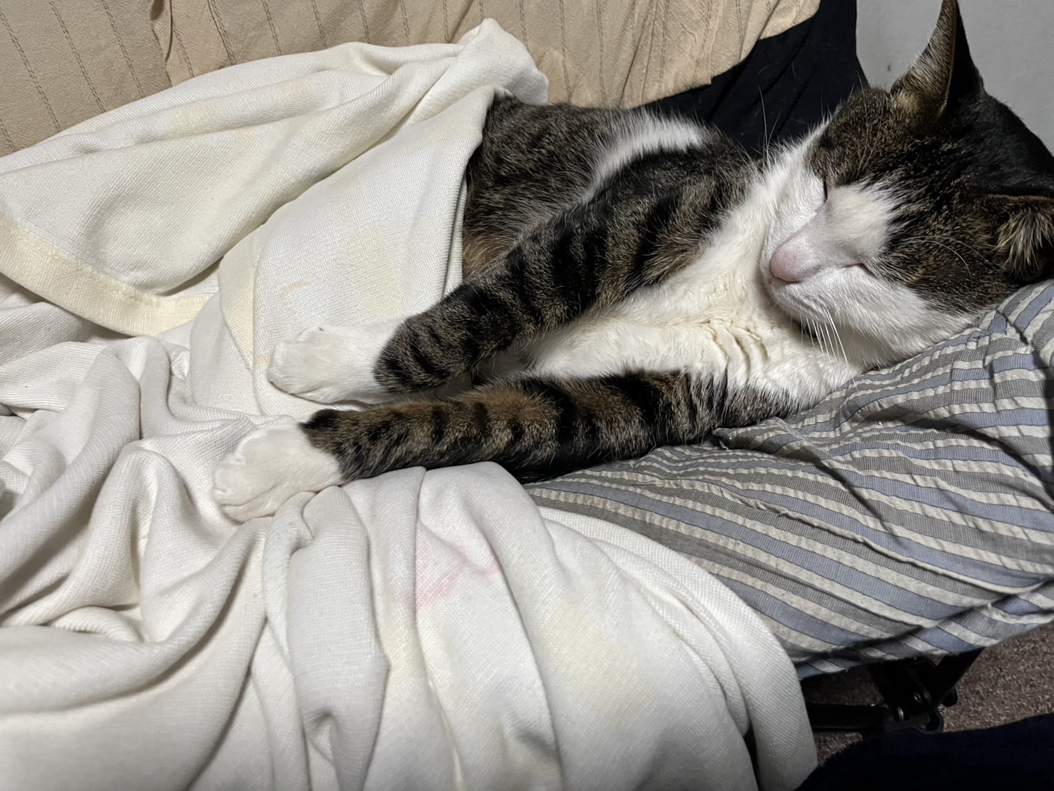 ๆฏๅธใซไธๅ่บซใๆฝใใใฆใใ็ซใฎๅ็