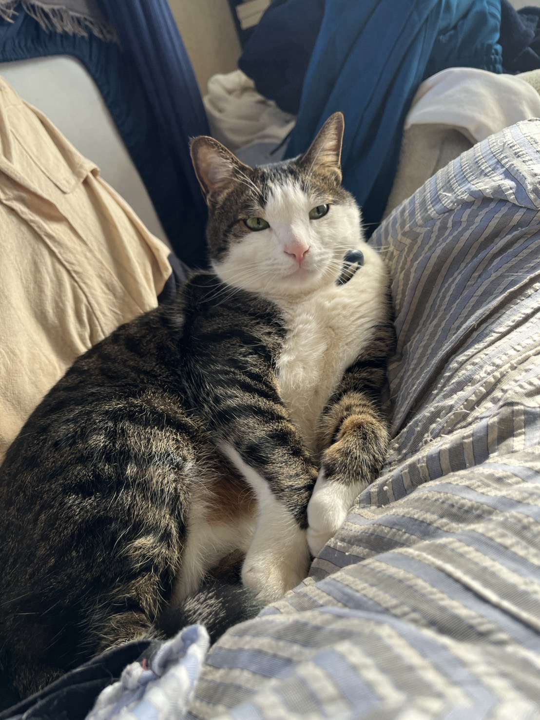 椅子で微睡んでいる猫の写真