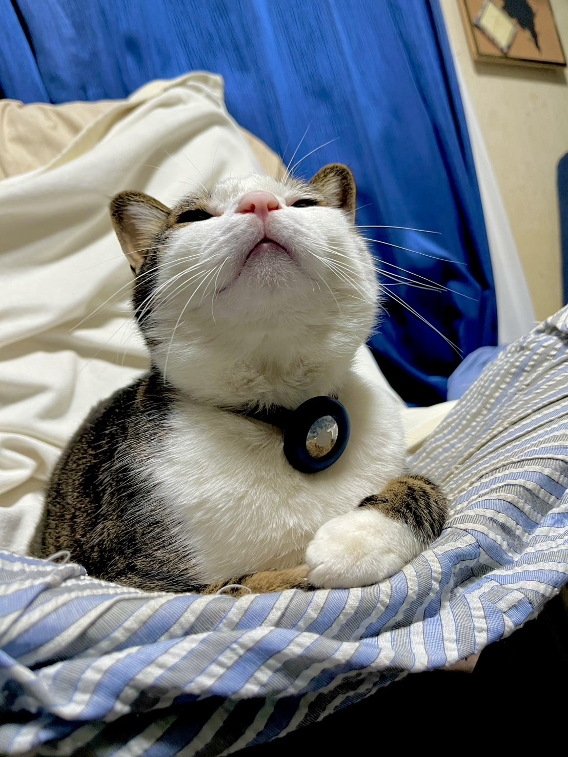 顔を上げて座っている猫の写真