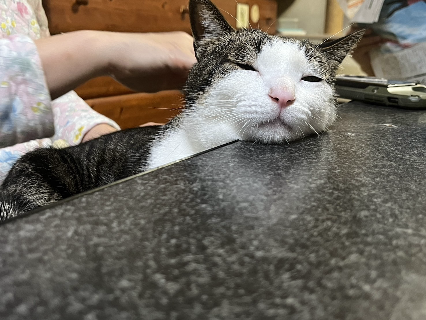 ニンゲンの膝の上に乗り、顎をテーブルに乗せて寝ている猫の写真