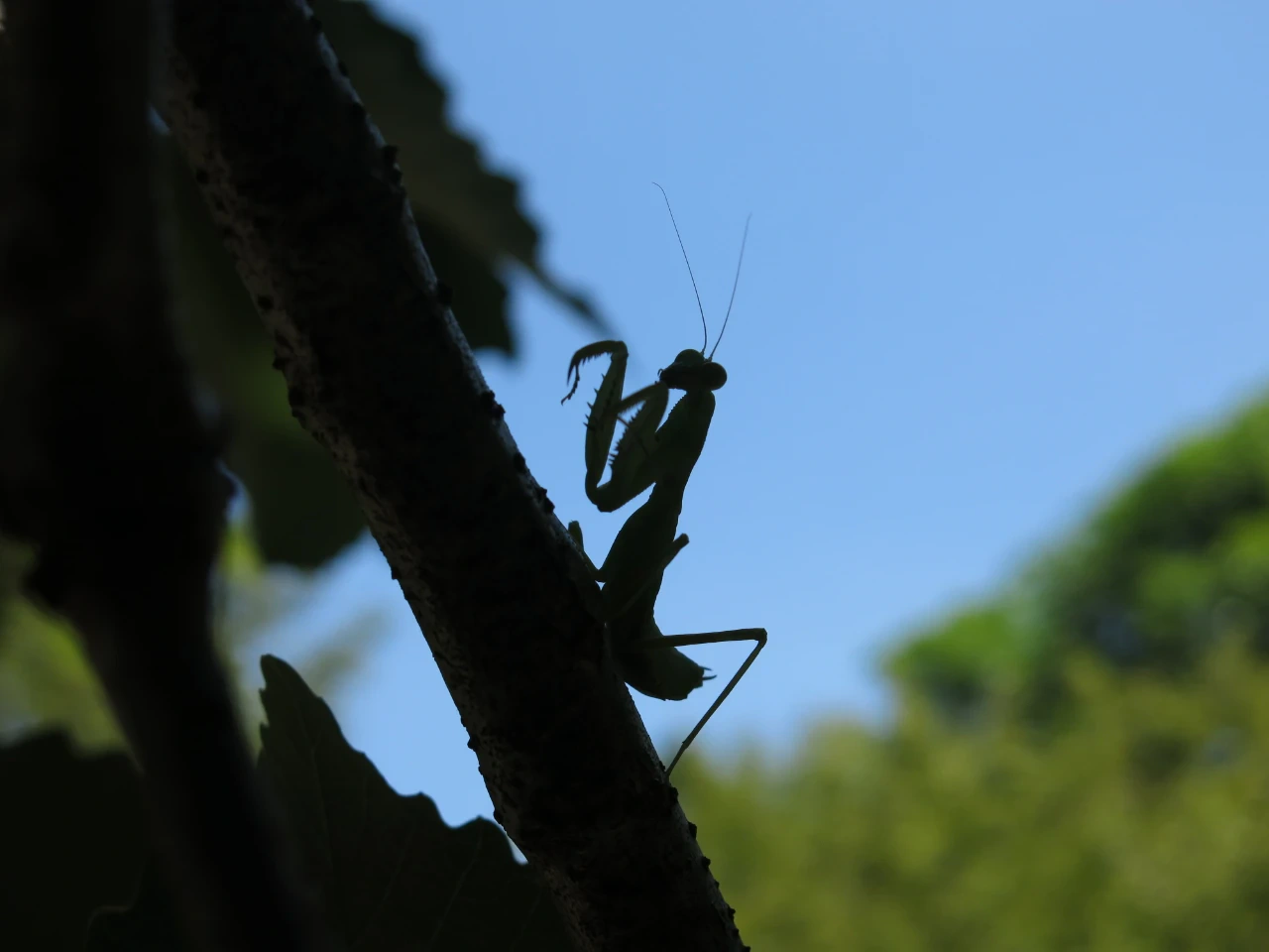 ハラビロカマキリのシルエット　鎌を持ち上げている