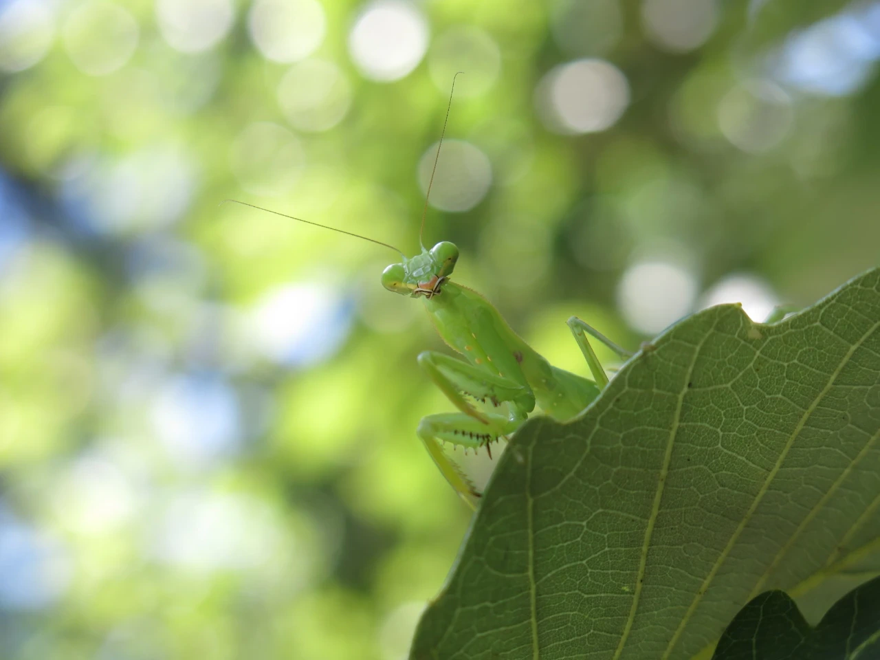 カマキリに葉の上から見下ろされているような写真