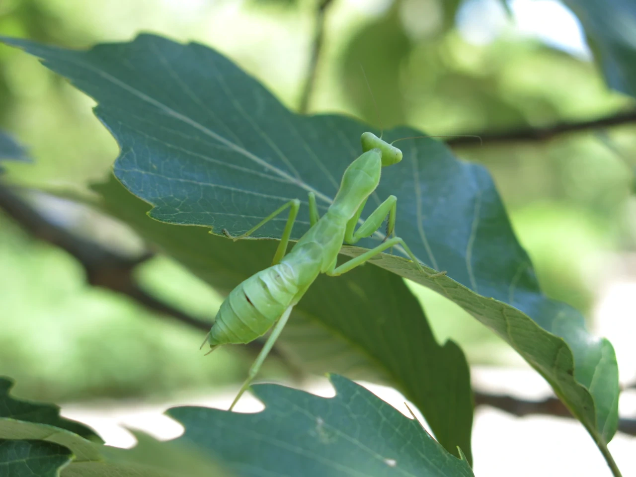 まだ幼いハラビロカマキリ　葉から葉へ移動するのを背中からみた写真
