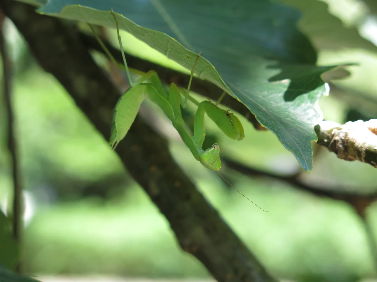まだ幼いハラビロカマキリ　葉の裏に居る