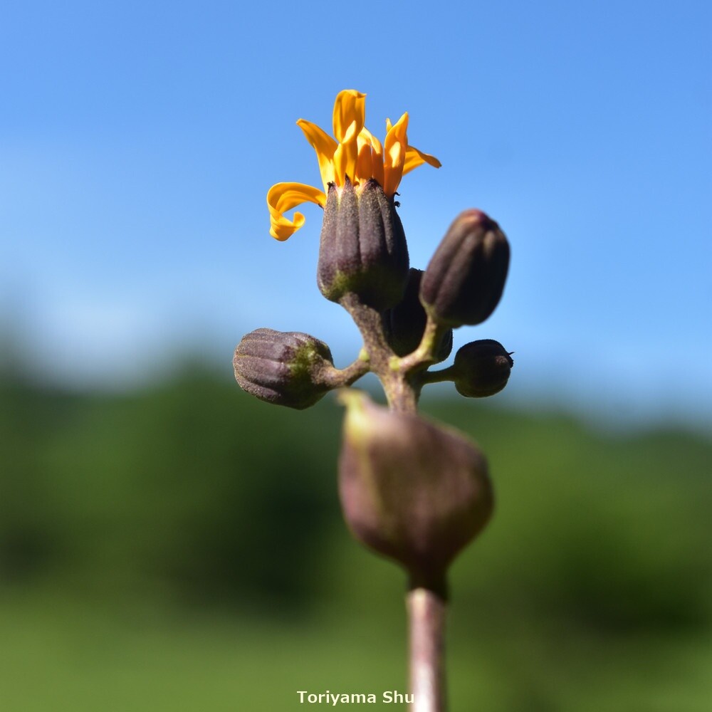 マルバダケブキの花の開きかけ