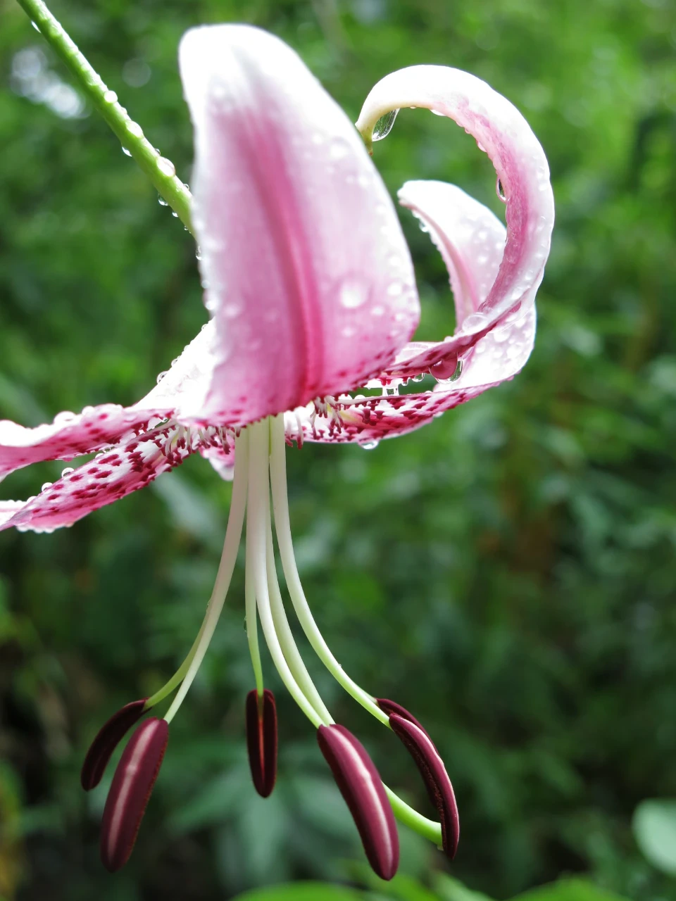 カノコユリの赤花　横から