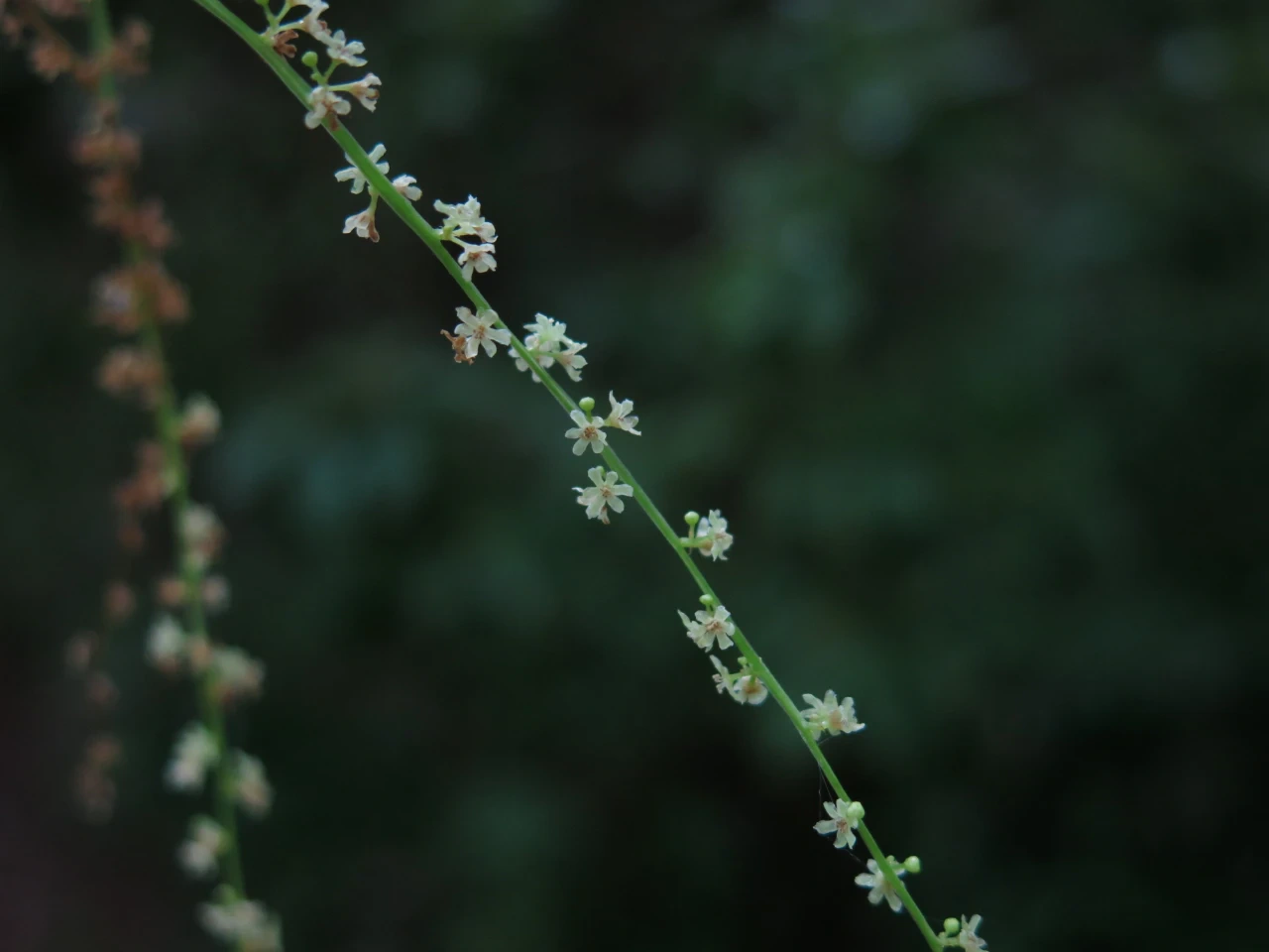 細い茎にポツポツと淡いクリーム色の小さい花が咲いている