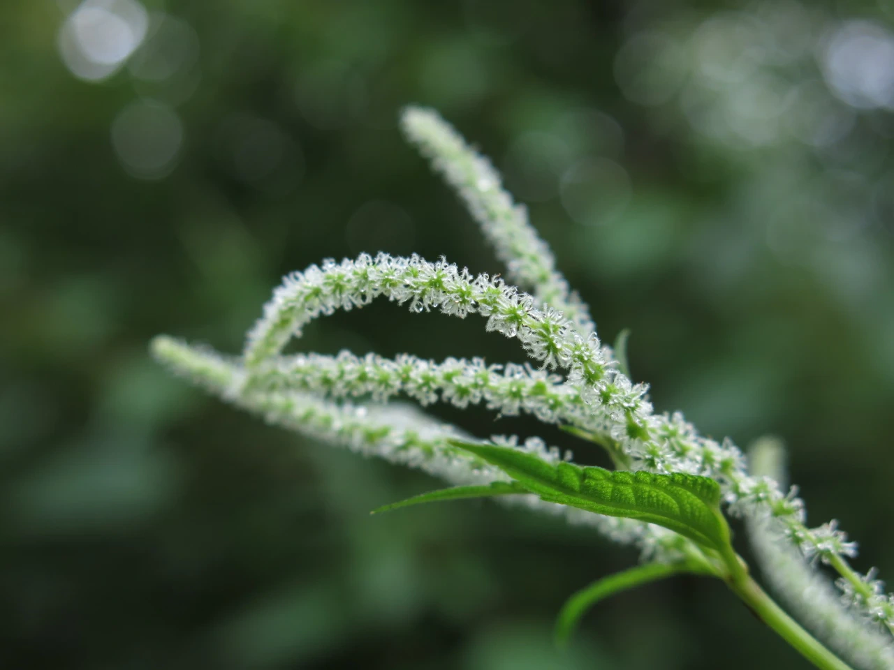 ナガバヤブマオの花　細い穂のような感じに花が咲いている