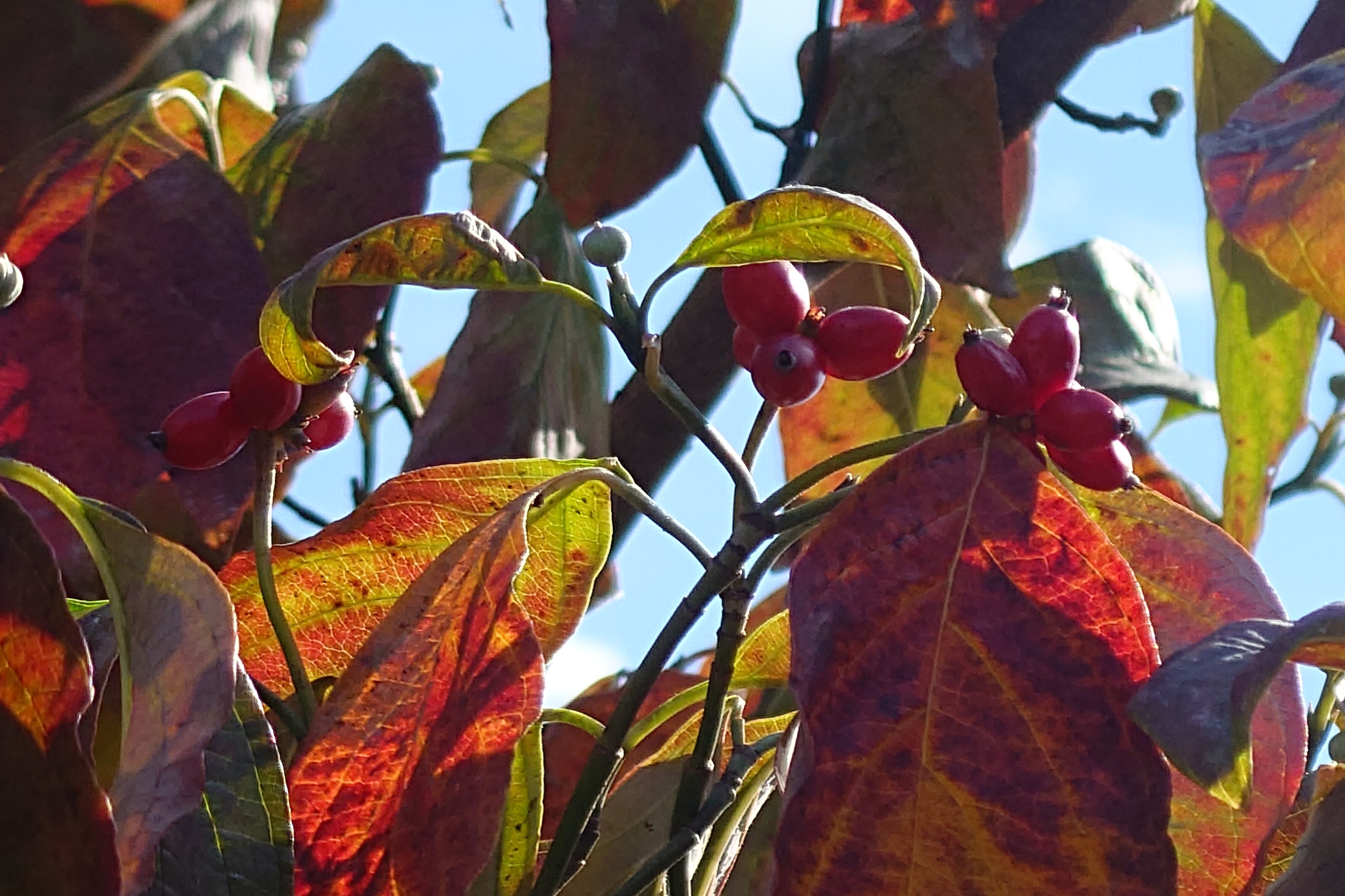 秋の青空を背景に、ハナミズキの紅葉した赤い葉と、赤い実が茂っている。