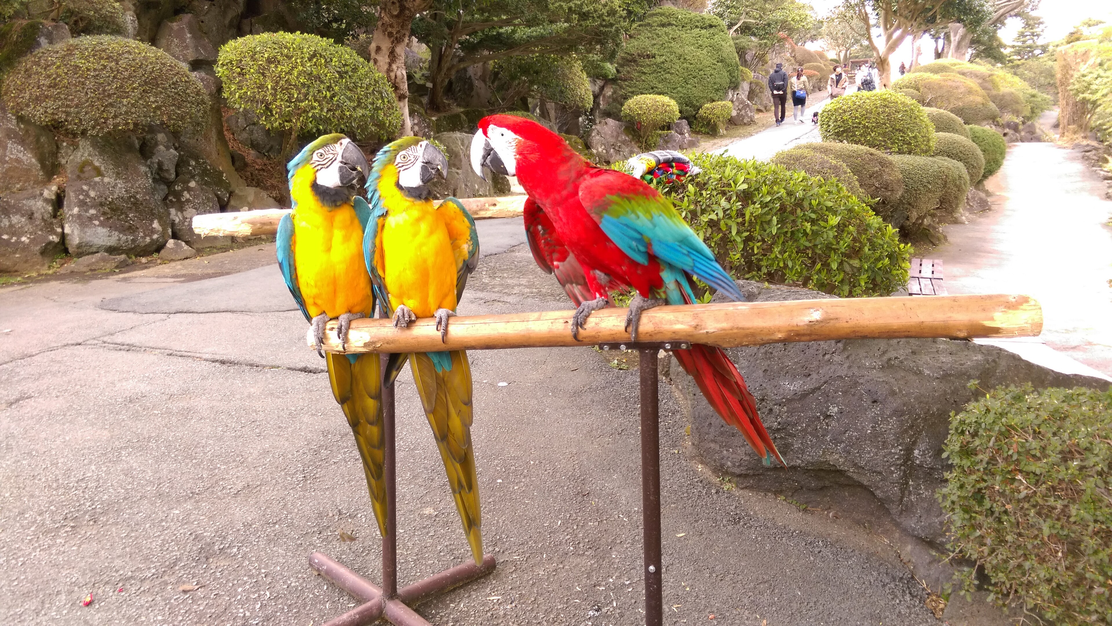 止まり木の上で2羽のルリコンゴウインコに詰め寄るベニコンゴウインコ。ルリコンゴウインコたちは止まり木の隅で引いている。